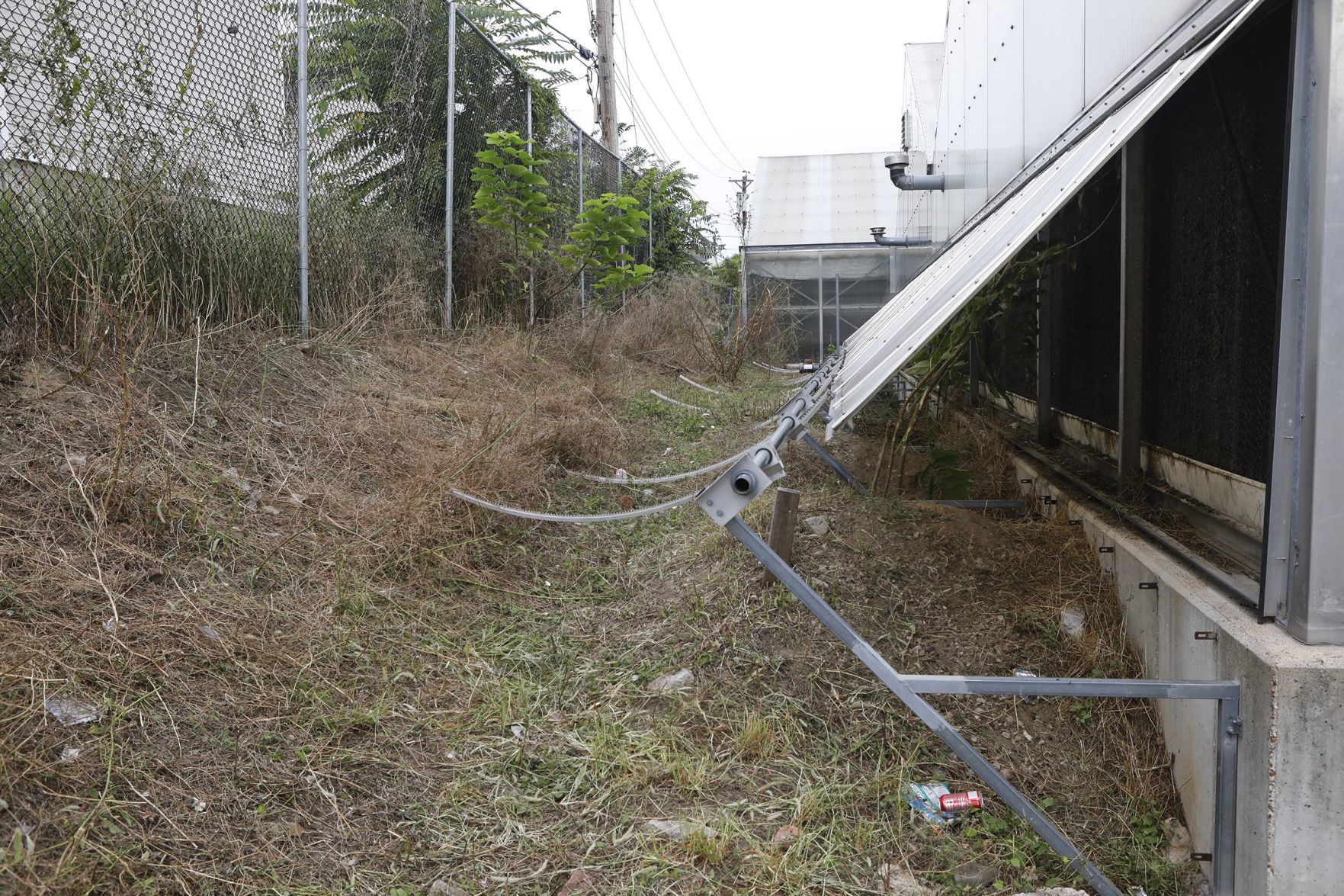 Goats make quick work of urban clearing